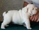 Cachorros hembras bulldog ingles con loe