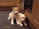 ,,,,Cachorros husky,,,,,, - Foto 1