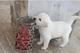 Cachorros Labrador retriever - Foto 1