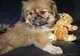 Cachorros pekingese venta