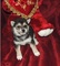 Camada de shiba inu disponible