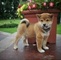 Camada de Shiba Inu disponible - Foto 1