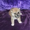 Camada de Shiba Inu disponible - Foto 1