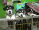 Camadas de husky siberiano ojos azules con pedigree loe, varios c