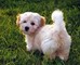 CFfx Cachorro Havanese inmejorable para la venta - Foto 1