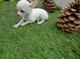 Chihuahua para adopcion - Foto 1