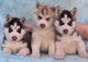 Encantadores cachorros husky siberiano para la adopción.3