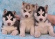 Encantadores cachorros husky siberiano para la adopciónn