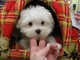 Erfd Teacup Maltese Puppies lindos Venta - Foto 1