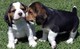 Excelente masculino y femenino cachorros beagle