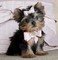 Gorgeous Yorkie Puppies for Sale - Foto 1