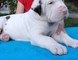 Grandes cachorros dane disponible ahora