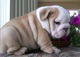 Hermosos cachorros bulldog inglés - Foto 1