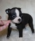 Impresionante camada de Boston terrier, pura raza - Foto 1