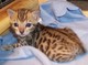 Inteligentes gatitos bengala para la adopcion - Foto 2