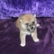 Lindos cachorros de shiba inu para adopcion - Foto 1