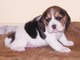 Los cachorros Beagle - Foto 1