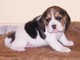 Los cachorros beagle