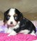 Los cachorros Cavalier King Charles Spaniel !!! - Foto 1