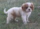 Los cachorros cavalier king charles spaniel navidad