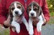 Los cachorros hermosos beagle en venta