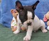 Maravillosos cachorros bulldog francés para la adopción