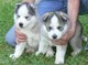 Pequeños y adorables cachorros de husky