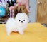 Pomeranian mini cachorros en