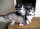 Regalo 2 cachorros de husky lindo ,....,,,,,,, - Foto 1