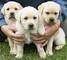 Regalo 4 bonitos cachorritos de labrador en adopción