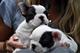 Regalo bonitos dos bulldog frances cachorros - Foto 1