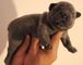 Regalo bulldog frances de pura raza fr macho y hembra