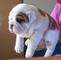 Regalo BULLDOG INGLES HEMBRA CON LOE - Foto 1