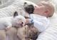 Regalo cachorritos de bulldog francés de Pura Raza - Foto 1
