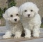 Regalo cachorros bichon maltes‏