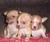 Regalo cachorros chihuahua, 6 semanas, destetados, 2 perritos,