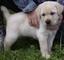 Regalo cachorros de labrador con pedigree afijo y garantia