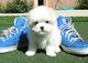 Regalo cachorros maltese mini toy con pedigree1