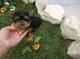 Regalo cachorros yorkshire terrier toy veterinaria