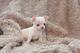 Regalo chihuahua cachorro macho tamaño muy pequeño