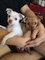 Regalo chihuahua cachorro macho y hembra - Foto 1