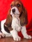 Regalo macho y hembra adorables cachorros basset hound