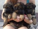 Regalo macho y hembra adorables cachorros german shelpard