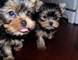 Regalo mini toy yorkshire terrier cachorros