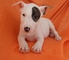 Regalo preciose cachorros bull terrier en listos11 - Foto 1
