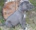 Regalo preciosos miniaturas de Pitbull terrier - Foto 1
