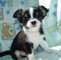 Regalo Toy cachorros Chihuahua tamaño disponible - Foto 1