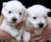 Regalo toy cachorros westy
