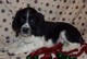 Springer spaniel inglés su adopcion