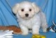 Teacup maltese puppies inteligente